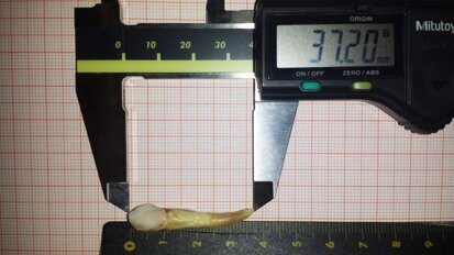 Najduži zub na svetu: Zub iz Ofenbaha dužine 37,2 mm