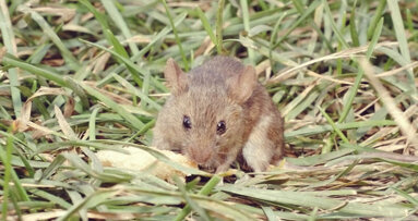 Forschung: Nachwachsende Zahnstrukturen bei Mäusen