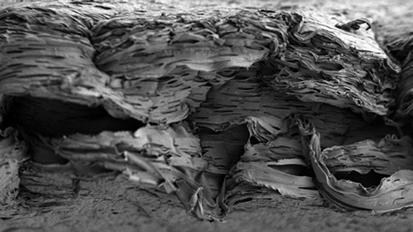 Knochenregeneration: Auf's Timing kommt es an!