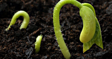 Les graines germées sont à l'origine des infections par Escherichia coli entéro hémorragique (ECEH)