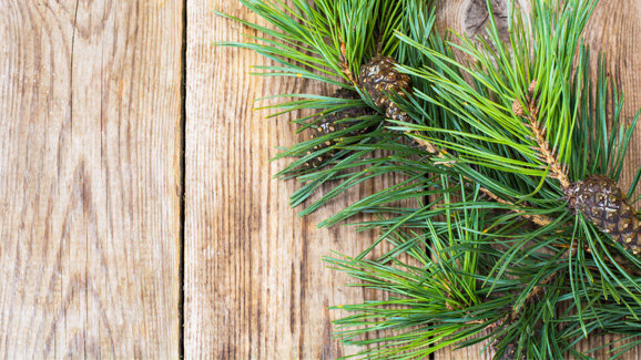 Kiefernrinde verlängert Haltbarkeit von Komposits