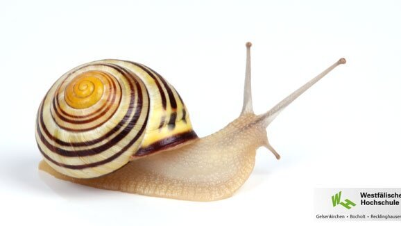 Schneckentechnik für sauberere Zähne