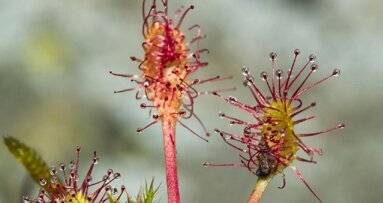 Rosiczka rozbroi bakterie oporne na antybiotyki
