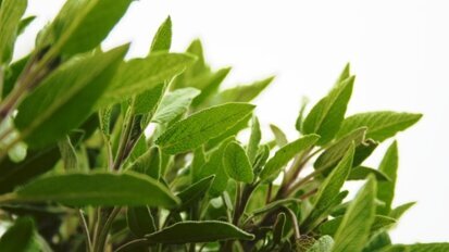 Szałwia i rozmaryn działają przeciwbólowo i przeciwzapalnie