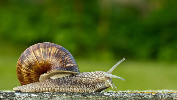 Reinigingsapparaat gebaseerd op slakkentong