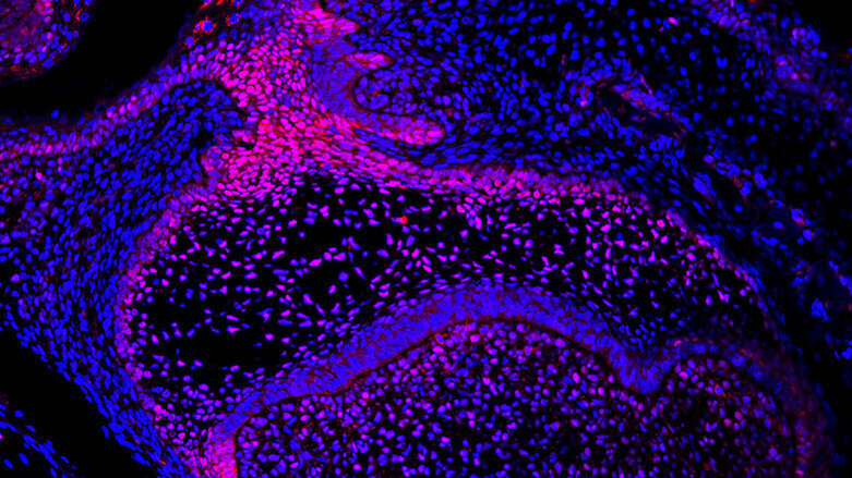 Researchers examine regenerative potential of mice teeth