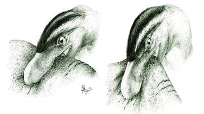 Dinosaur teeth give insight into their feeding habits