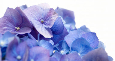 Chinese herb may provide relief for autoimmune disorders