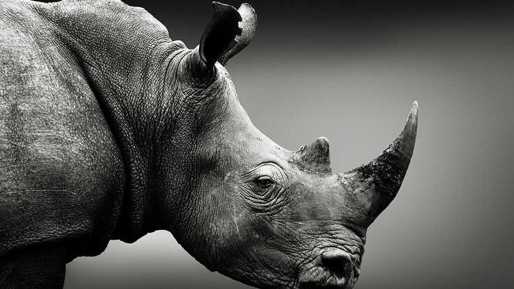 Naukowcy wydobywają obszerne dane z 1,77-milionowego zęba nosorożca