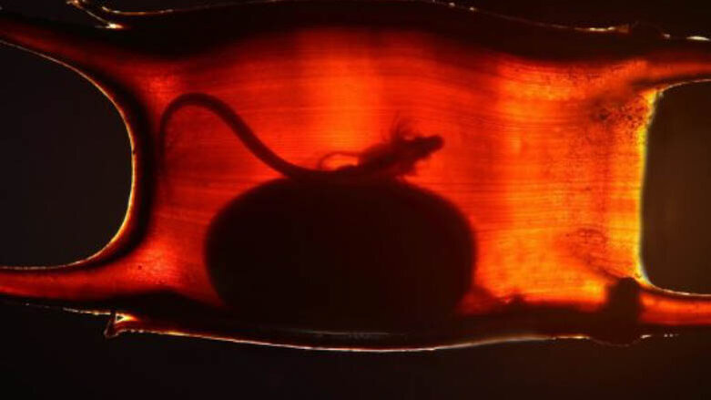 Ancient fish scales and vertebrate teeth share an embryonic origin