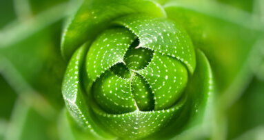 Dentifrices bio vs dentifrices classiques : 1 – 0