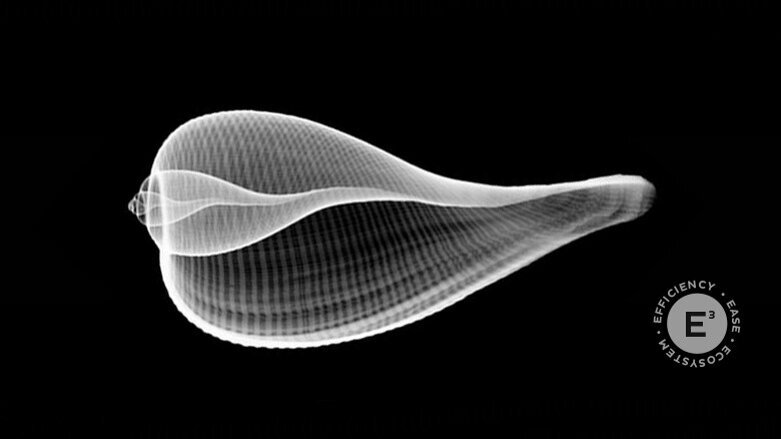 La natura è bellezza. Noi abbiamo il compito di preservarla