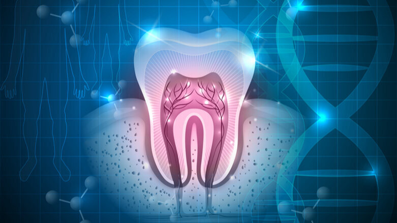 New research may expedite regenerative dentistry
