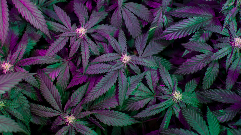 Intoxicated at dental appointment: Can marijuana use hinder dental treatment?