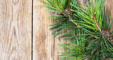 Kiefernrinde verlängert Haltbarkeit von Komposits