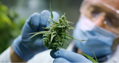 Frequent cannabisgebruik geeft risico op cariës en tandverlies