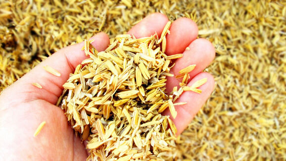 Cientistas malaios usam restos de alimentos para fazerem compostos