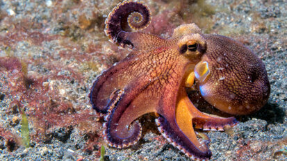 Tintenfischzähne heilen sich selbst Tintenfischzähne heilen sich selbst