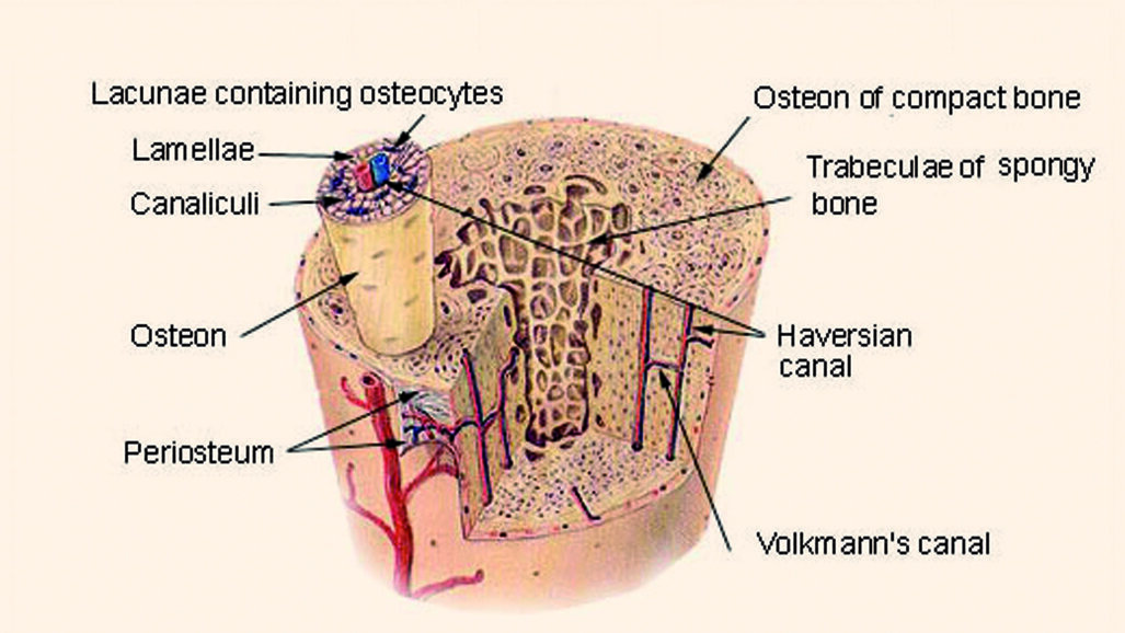 Nuevas líneas de investigación