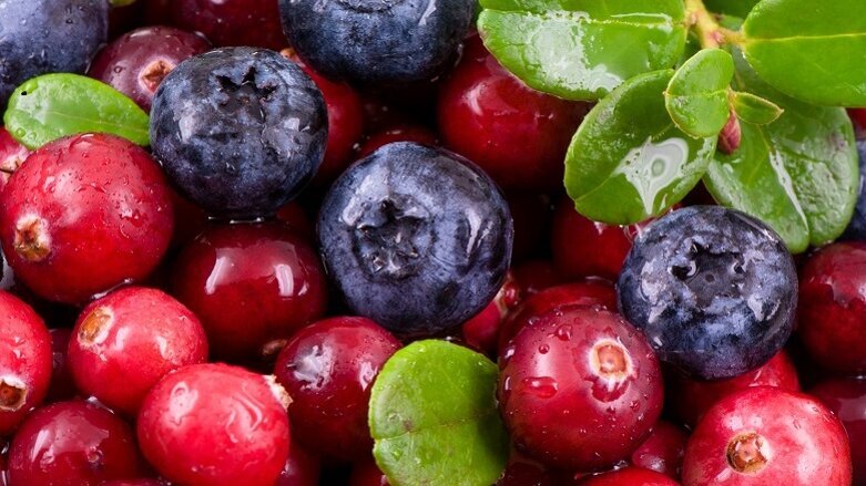 Study indicates potential of berry extract to fight off dental bacteria