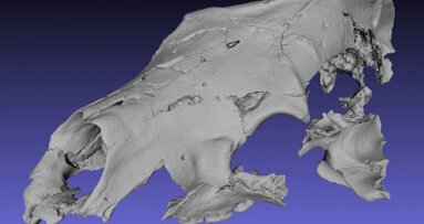 Researchers identify primitive fossil bear with a sweet tooth