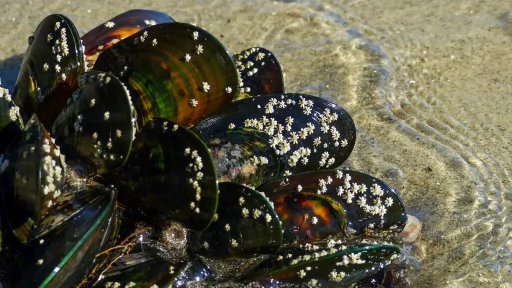 Školjke navdih za sestavino, ki izboljša adhezivnost zobnih zalivk