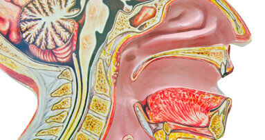 Vergleichsstudie zu Karzinomen im Mund-Rachen-Raum veröffentlicht