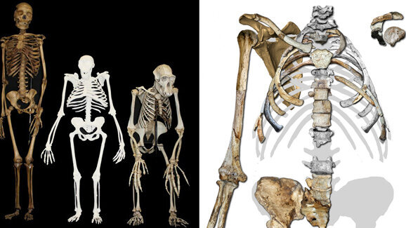 Schweizer Forscher entdeckt unbekannte Zähne in Fossilien