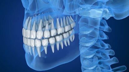 Mâcher et mordre pour actionner la croissance dentaire