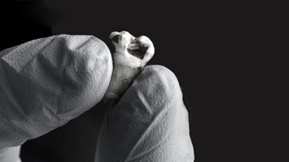 Laboratório americano para dar sequência ao DNA de John Lennon a partir de seu dente