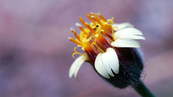 Индийска билка може да осигури нов начин за дефлуориране на питейната вода