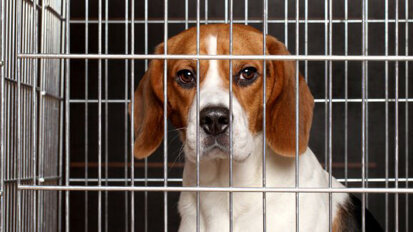 Honden onnodig gebruikt voor dentale experimenten