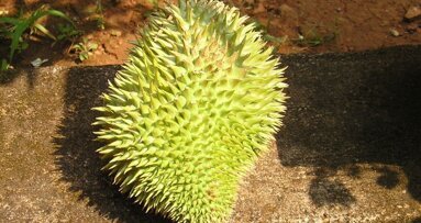 Doerian mogelijk effectief tegen cariës