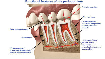 L’importanza dell’occlusione