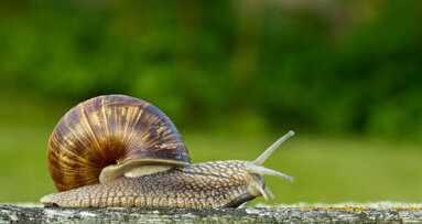 Reinigingsapparaat gebaseerd op slakkentong