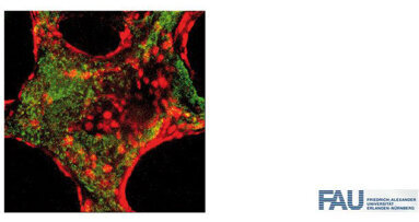 Knochengewebe aus dem Reagenzglas