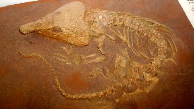 Oudste gebit met tandbederf ontdekt