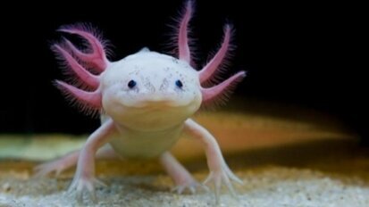 Aksolotl, Türk Bilim Adamlarına Umut Oldu