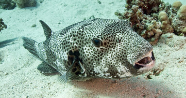 Research on pufferfish could lead to addressing tooth loss in humans