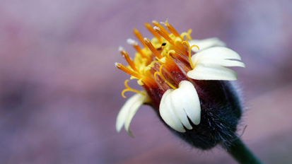 Индийска билка може да осигури нов начин за дефлуориране на питейната вода