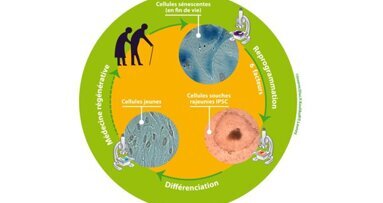 Être jeune éternellement? C'est possible