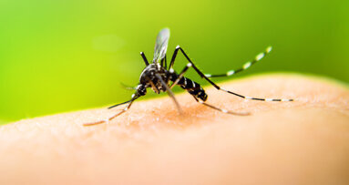 Zahnpastainhaltsstoff: Triclosan wirksam gegen Malaria