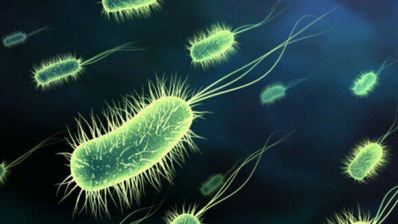 Τι είναι τα προβιοτικά;