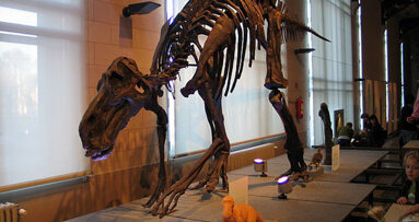 Vegetarische dinosauriërs hadden indrukwekkend gebit