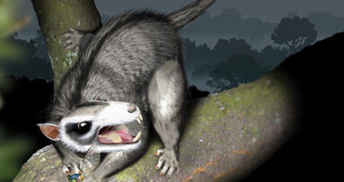 Evolutionaire beet bij prehistorische zoogdieren