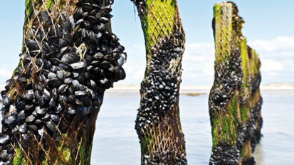 Muschelproteine für die Implantatmedizin