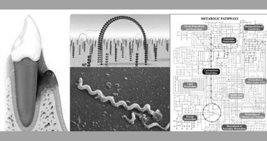 HZI-Forscher klären neue Mechanismen rund um Parodontitis auf