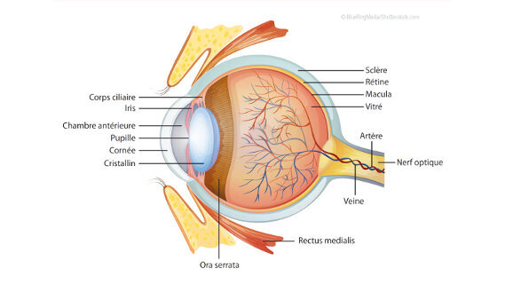 « Vision et nutrition pertinente », rôle « à la loupe » de Lutéine et Zéaxanthine