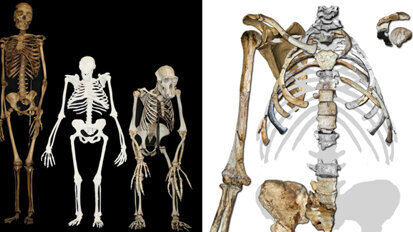 Schweizer Forscher entdeckt unbekannte Zähne in Fossilien Schweizer Forscher entdeckt unbekannte Zähne in Fossilien