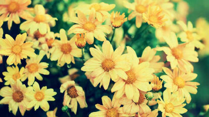 Un remède « Un draineur pré et postchirurgie » : mode d’emploi clinique au cabinet dentaire